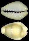 Cypraea Moneta Cypraea Moneta